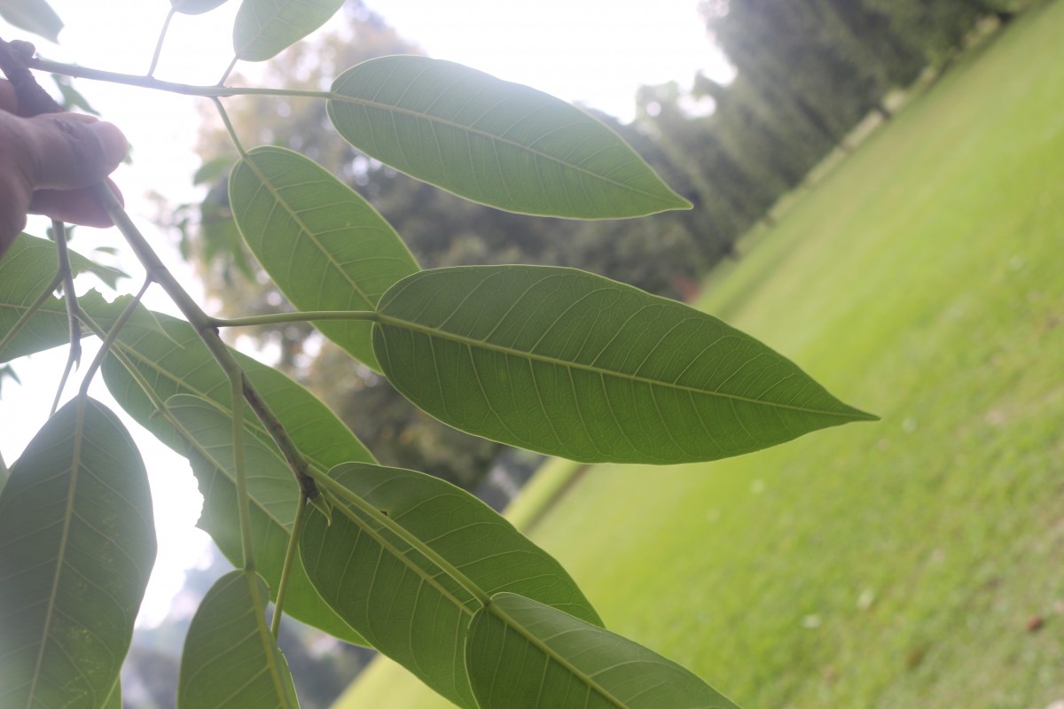 Ficus tsjakela Burm.f.